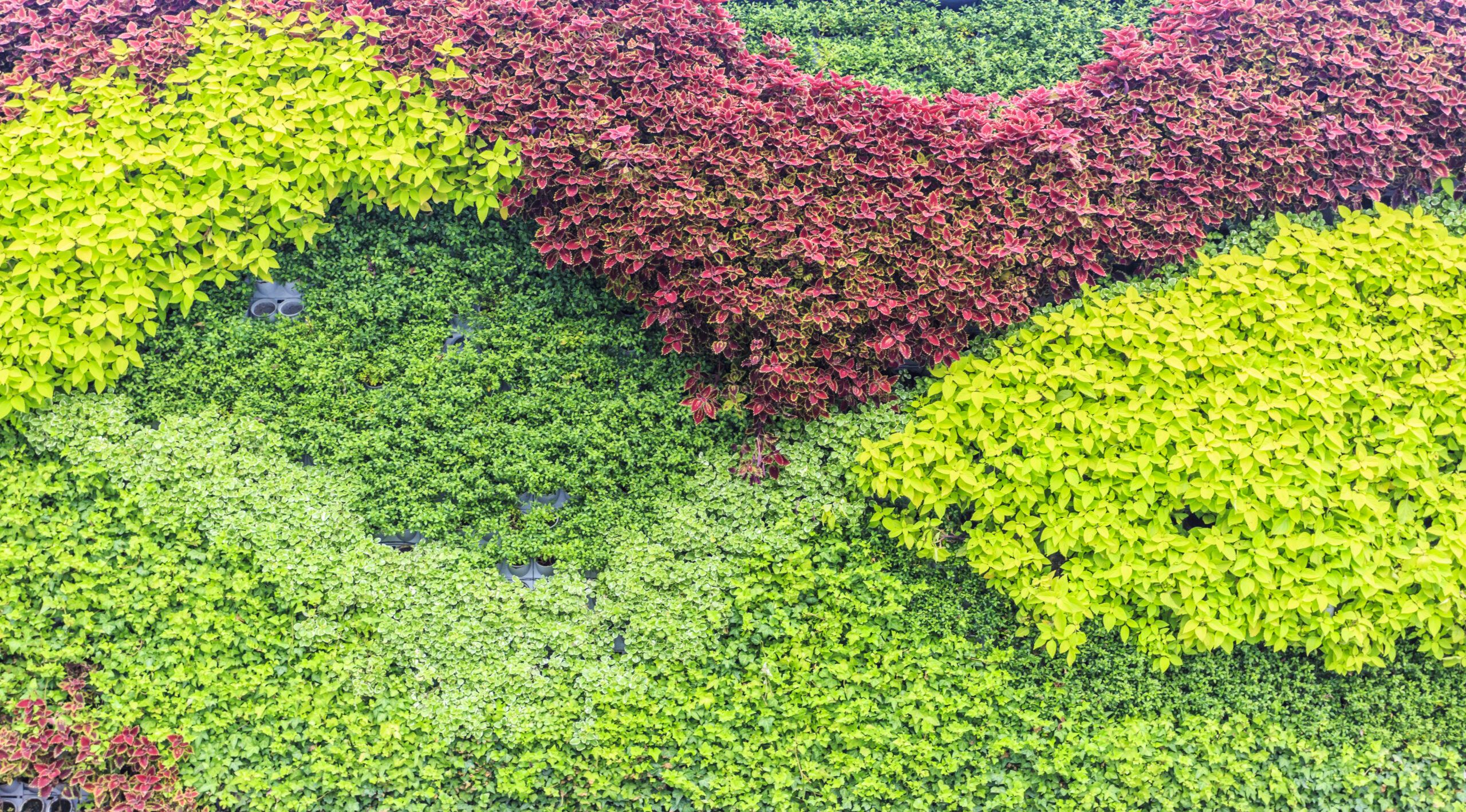 multicolor leaves 2