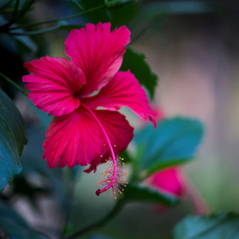 Hibiscus